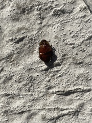 Thermonectus nigrofasciatus nigrofasciatus