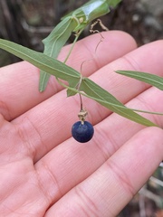 Passiflora tenuiloba