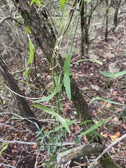 Passiflora tenuiloba