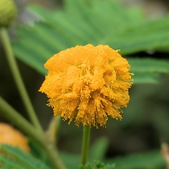 Vachellia aroma