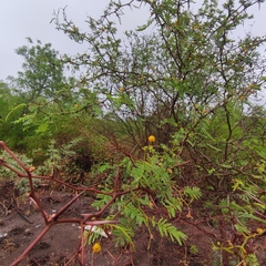 Vachellia aroma