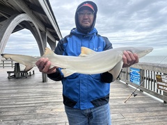 Negaprion brevirostris