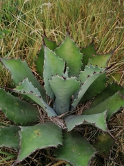 Agave inaequidens