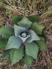 Agave inaequidens