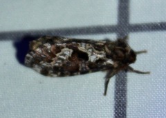 Korscheltellus gracilis