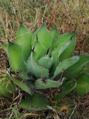 Agave inaequidens