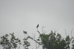 Patagioenas leucocephala