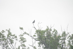 Patagioenas leucocephala