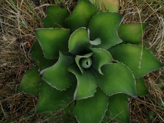 Agave inaequidens