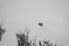 Patagioenas leucocephala