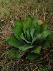Agave inaequidens