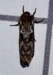 Korscheltellus gracilis