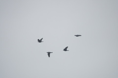 Patagioenas leucocephala