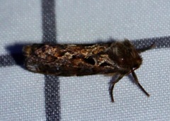 Korscheltellus gracilis