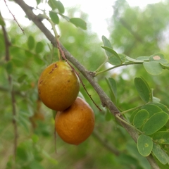 Geoffroea decorticans
