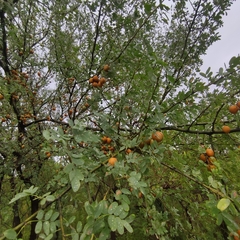 Geoffroea decorticans