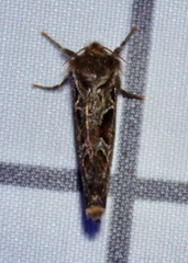 Korscheltellus gracilis