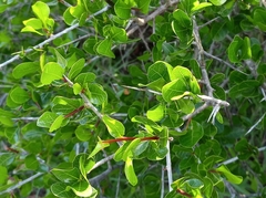 Commiphora pyracanthoides