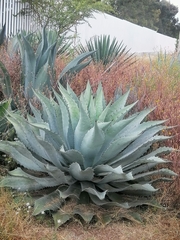 Agave inaequidens