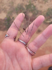 Cynodon dactylon