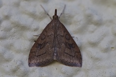 Udea profundalis
