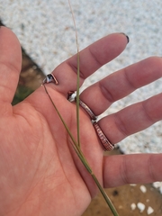 Cynodon dactylon