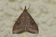 Udea profundalis