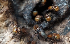 Oxytrigona