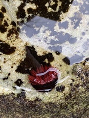 Actinia tenebrosa