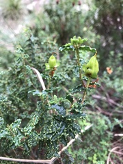 Hypericum balearicum