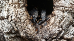 Oxytrigona