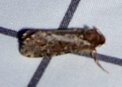 Korscheltellus gracilis