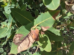 Angophora hispida