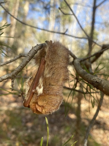 Eastern Red Bat photographed in North Carolina