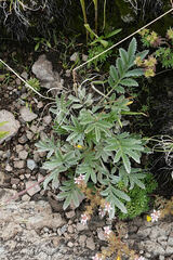 Potentilla hippiana