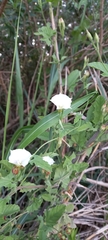Convolvulus crenatifolius