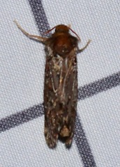 Korscheltellus gracilis