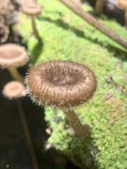 Lentinus berteroi