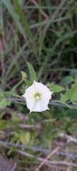 Convolvulus crenatifolius
