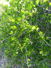 Commiphora pyracanthoides