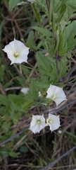 Convolvulus crenatifolius