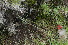 Cymopterus lemmonii