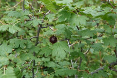 Ribes pinetorum