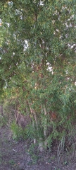 Sapium haematospermum
