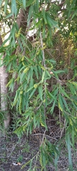 Sapium haematospermum