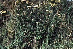 Eupatorium cannabinum
