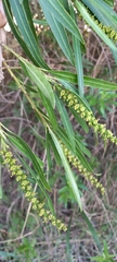 Sapium haematospermum