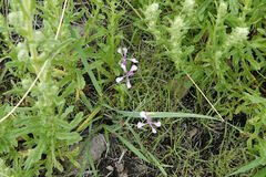 Hesperidanthus linearifolius