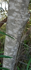 Sapium haematospermum