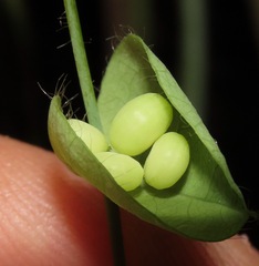 Cissampelos tropaeolifolia
